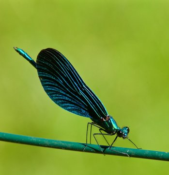 Libellula verde su fondo verde