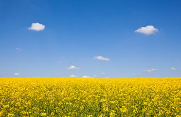 Yellow Field, Surrey, 2010