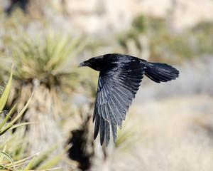 Common Raven (Corvus corax), Joshua Tree National Park in California.