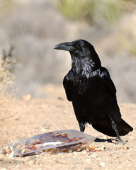 Common Raven (Corvus corax), Joshua Tree National Park in California.