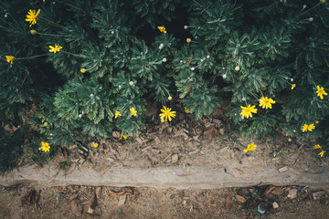 Yellow Flowers In Garden
