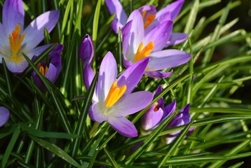 A close-up image of colourful Spring Crocus flowers.
