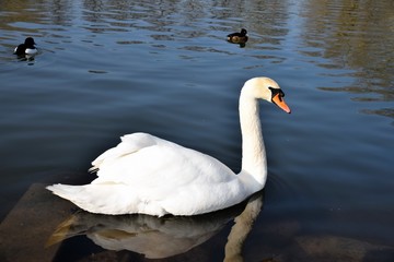 Ein weißer Schwan freut Sich auf den Frühling  und lebt auf einem See bei Kirchhain.