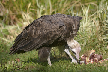 Brown vulture (Neophron monachus) on grass and piece of meat