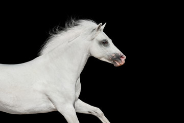 White beautiful pony portrait in motion isolated on black background