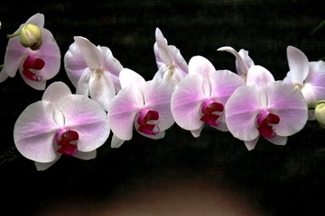 Fototapeta na wymiar orchid white colombia tropical flowers group