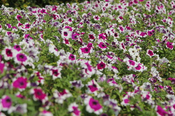 petunia flowers