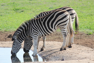 Fototapeta na wymiar Zebras drinking water in Addo Elephant Park - South Africa