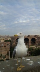 gabbiano a Roma