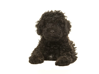 Black labradoodle puppy facing the camera seen lying on the floor seen from the front isolated on a white background