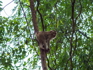 the wild life of the monkey