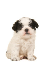 Cute black and white sitting boomer puppy seen from the front facing the camera isolated on a white background