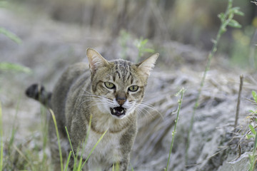 Thailand cat eating grass