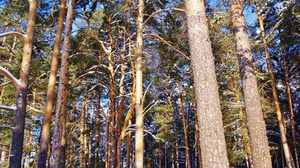 Сосновый бор зимой © svetlarud