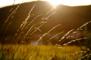 Feld mit Sonnenuntergang