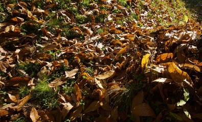 Castagne e foglie di castagno in autunno