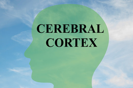 Cerebral Cortex concept