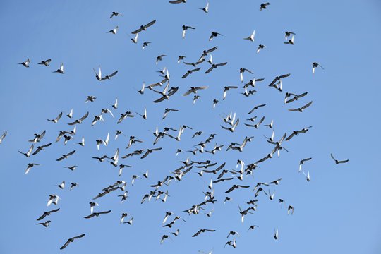 A flock of pigeons flies