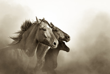 Obraz premium portret trzech koni mustang w zachodzie słońca bw