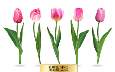 Realistic vector tulips set. Not trace. The blank for your design. Pink tulips flowers on white background. - obrazy, fototapety, plakaty