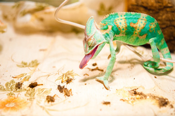 One yemen Chameleon on  hunting for insects © PBaishevPhotography