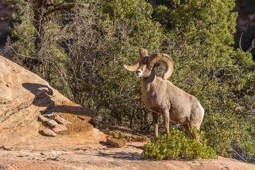 Desert Bighorn Sheep Ram