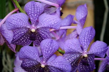 orchid blue colombia tropical exotic