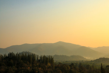 Morning time wild forest in the sunrise .
