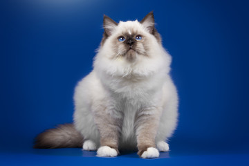 Beautiful cat ragdoll with blue eyes on a Studio background.