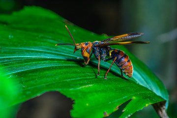 Mantisfly (mantispidae),  beautiful bug on leaves in forest.