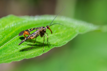 Scorpion fly (mecoptera),  beautiful bug on leaves in forest.