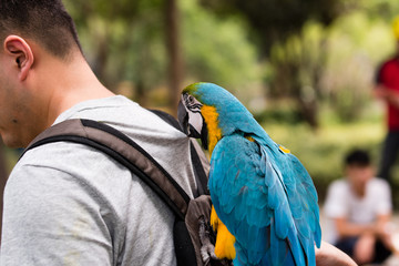 Parrot sitting on man's backpack