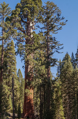 The Kings canyon and Sequoia national Park