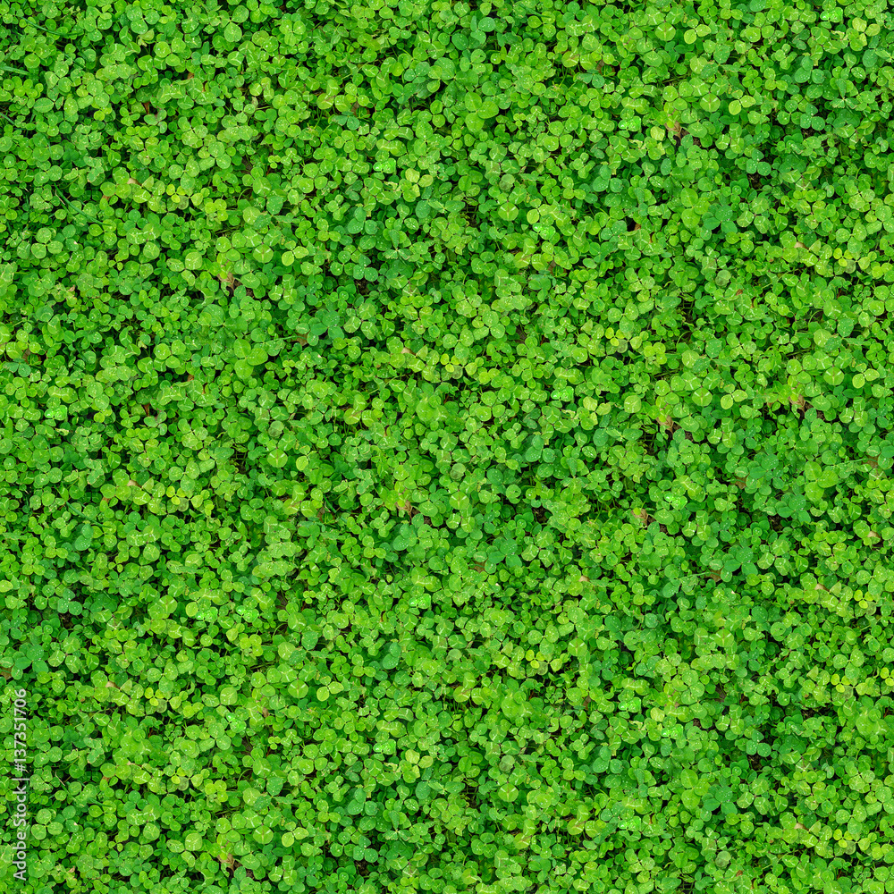 Wall mural natural texture with many clover leaves