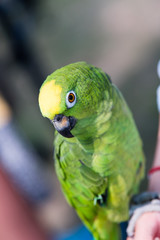 Detail of small green parrot head