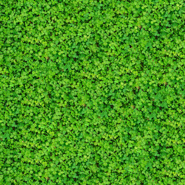 Natural texture with many clover leaves