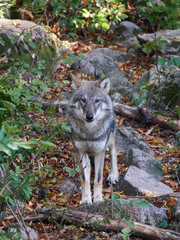 Grey wolf (Canis lupus)