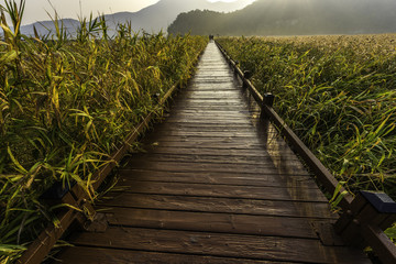 Walkway,Meadow at suncheon bay ecological park.