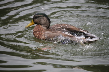 Un canard