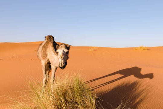 Camel looks at camera, Morocco