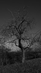 Baum in Schwarz-Weiß