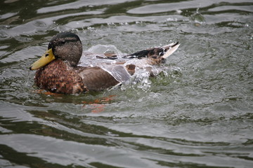 Canard colvert