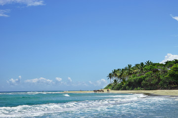 Beautiful wild beach with clear turquoise water, sand and palms.