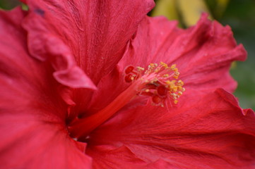 Flor de la pasión