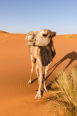 Camel a l& 39 air de rire, Erg Chebbi, Maroc