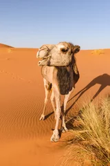 Papier Peint photo Lavable Chameau Camel a l& 39 air de rire, Erg Chebbi, Maroc