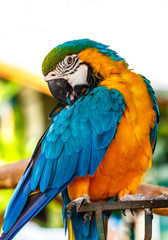 Naklejka premium parrot macaw blue and orange. background