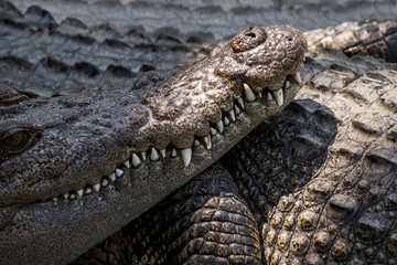 Close up of saltwater crocodile mouth and teeth. Phuket zoo, Thailand