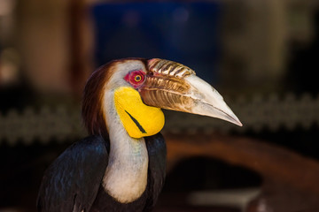 A male wreathed hornbill (Rhyticeros undulatus) in Phuket zoo