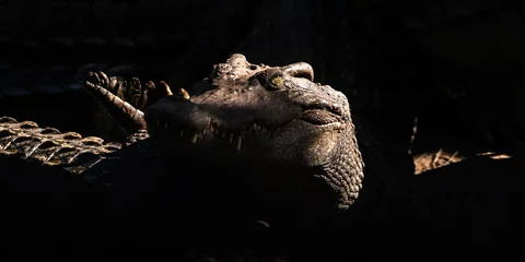 Poster Saltwater crocodile head © Anna